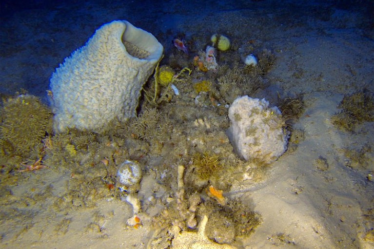 Patch reef, with several sea sponges and starfish.