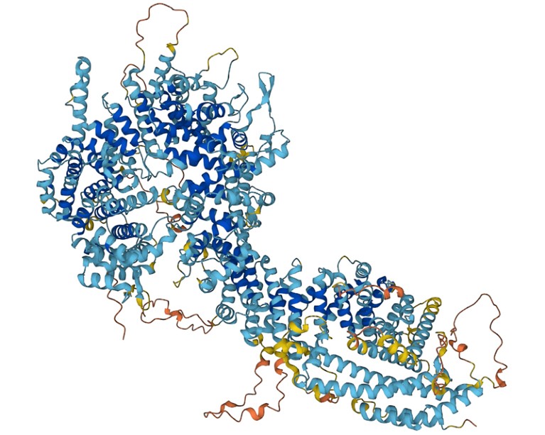 AlphaFold's predicted structure of the Nuclear Pore Complex Protein in blue, yellow and orange colours on a white background