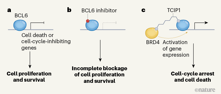 Double-headed molecule activates cell-death pathways in cancer cells