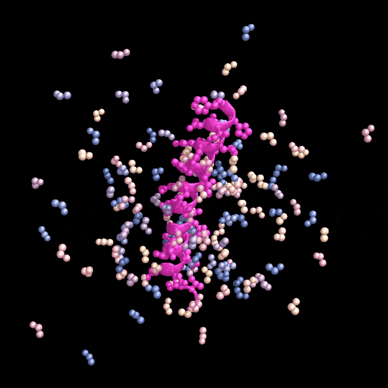 Animated sequence of a RF diffusion generated protein that binds to parathyroid hormone (pink).