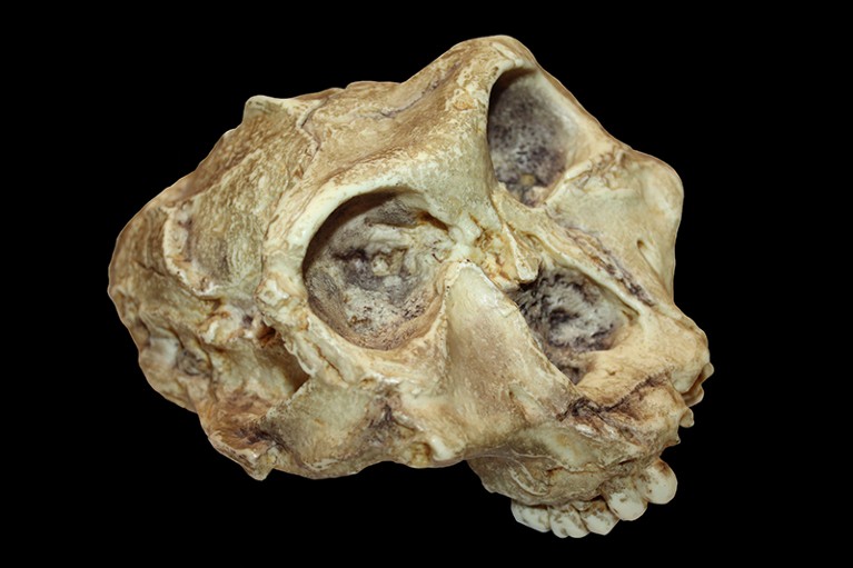 Australopithecus (Paranthropus) robustus skull.