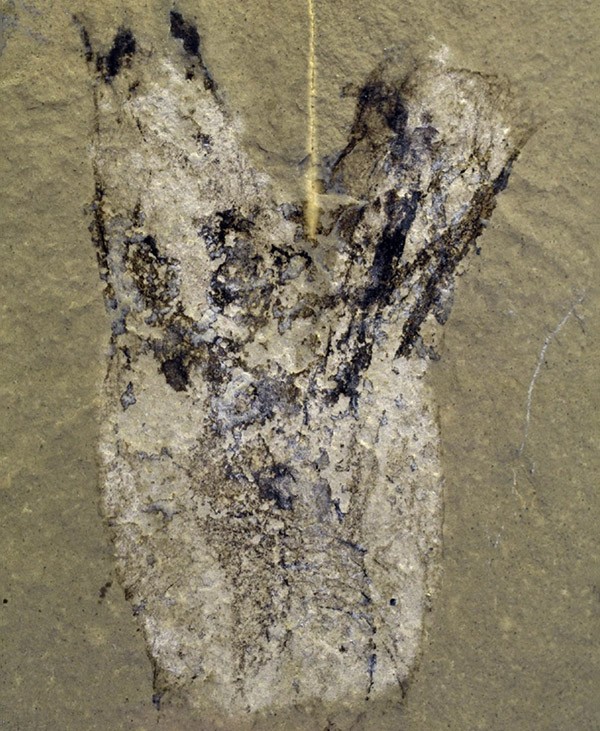 A slab of light brown rock bears the fossilised imprint of a sea squirt as an upright, vase-like structure.