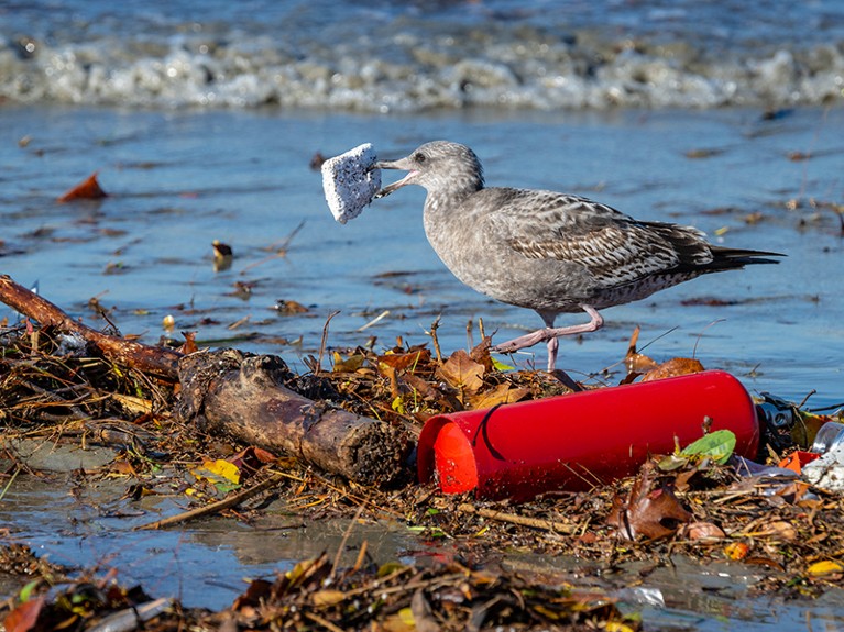 A gull picks up a piece of trash that washed up along the bank of the San Gabriel River, Pacific ocean.