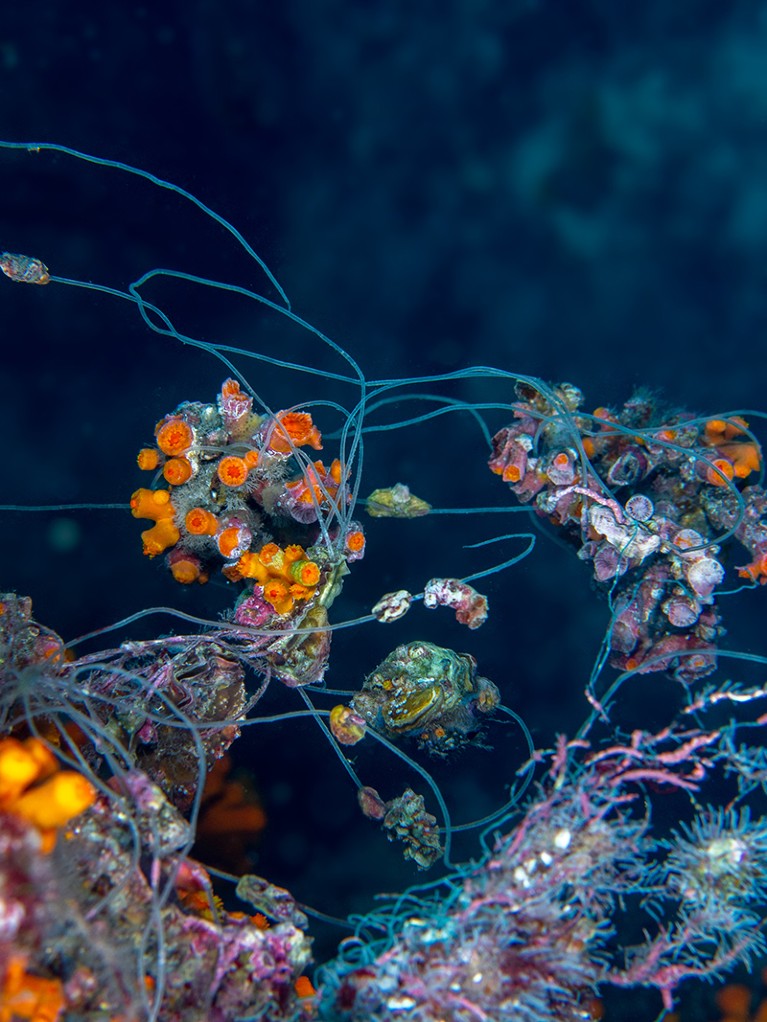 Líneas de pesca enredadas y rompiéndose corales Dendrophylliid a 70 m de profundidad en Cabo Verde.