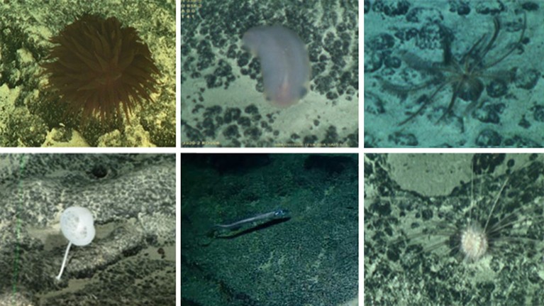 Seis fotos diferentes de diferentes animales del fondo marino que se registraron en una expedición de buceo reciente.