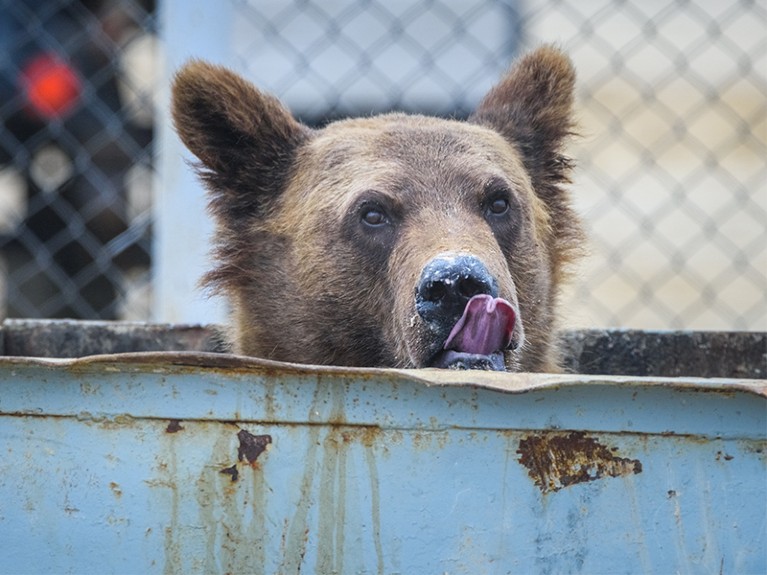 The bear eats out of the trash can, the territory of the camp in the north of Sakhalin Island, Russia.