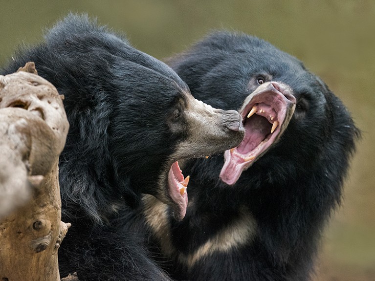 Sloth Bear, Melursus ursinus.