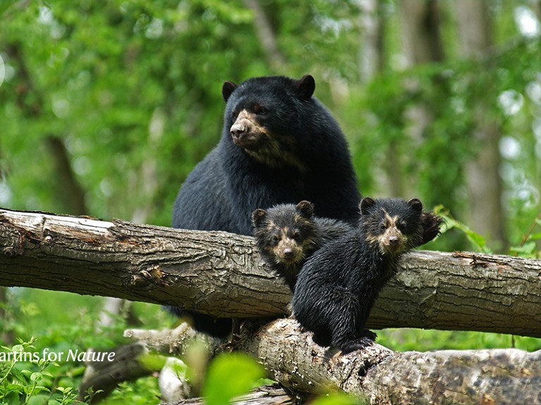 Spectacled Bear, tremarctos ornatus, Mother with Cub.