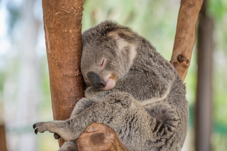 Koala sleeping in tree with head resting next to trunk and arm underneath chin