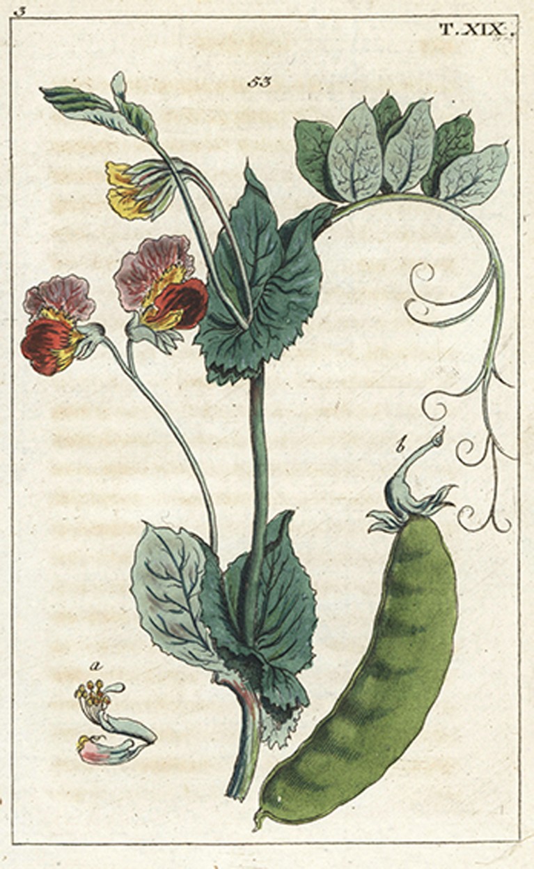 Common pea, Pisum sativum, Pois ordinaire, 53. Handcolored copperplate engraving of a botanical illustration.