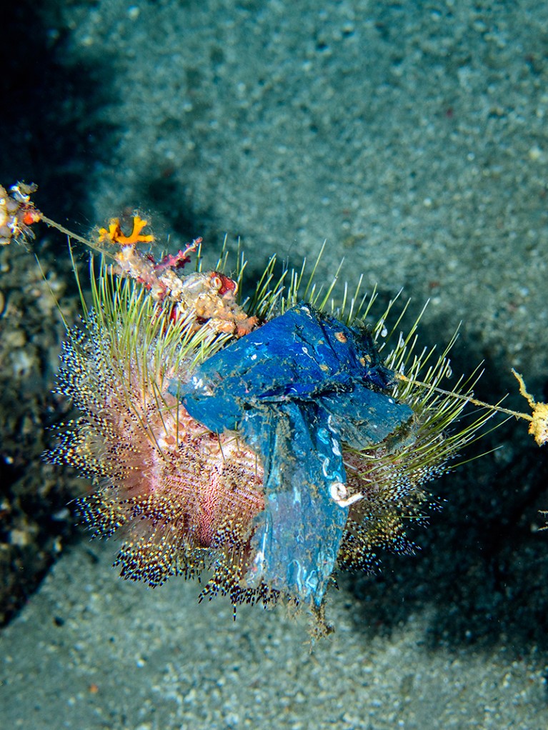 A sea urchin hanging on to a fishing line with a piece of a blue plastic bag.