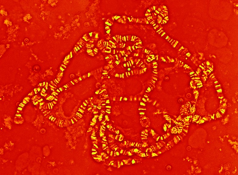 A giant (polytene) chromosome is from the salivary glands of the fruit fly Drosophila melanogaster.