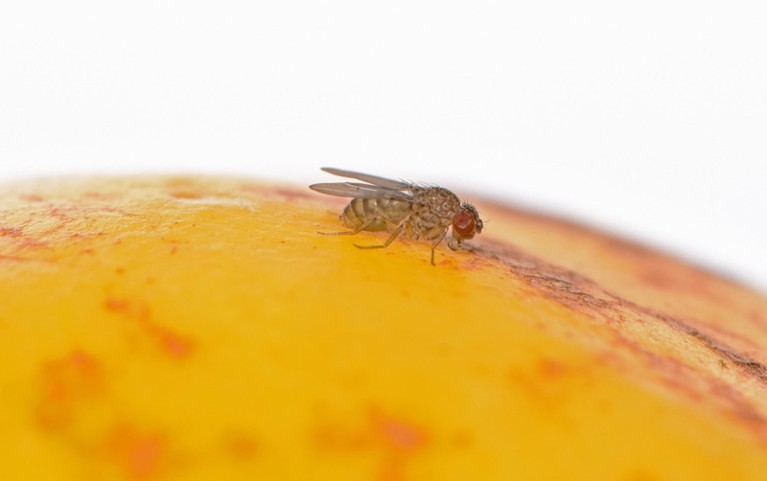 A parthenogenetic female Drosophila mercatorum standing alone on a quince fruit.