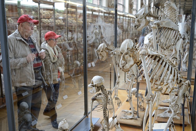 Visitors examine primate skeletons in the Great Gallery of Evolution in the National Museum of Natural History, Paris.