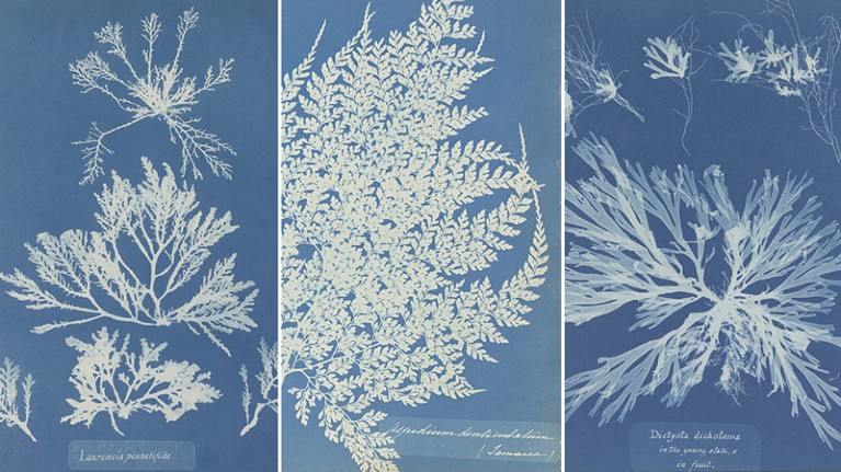 Laurencia pinnatifida, Aspidium denticulatum, and Dictyota dichotoma, photographic support, cyanotype.