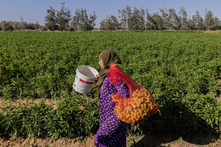 A female farmer carries yellow peppers in a red sack while walking alongside a crop field