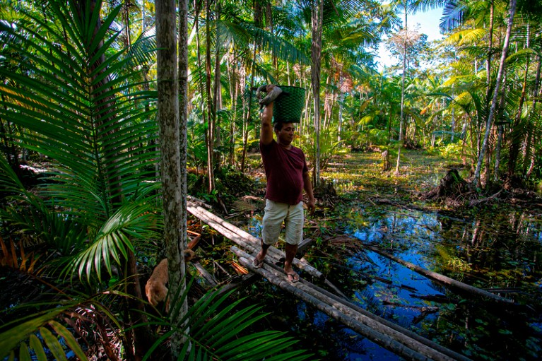 A man carries a basket full of acai berries across a makeshift bridge