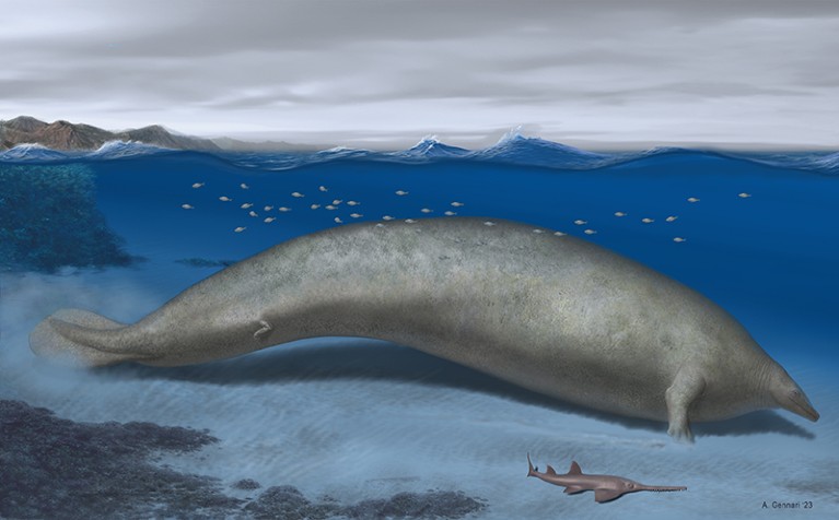 Illustration of the reconstruction of Perucetus colossus in its coastal habitat with an estimated body length of 20 metres.