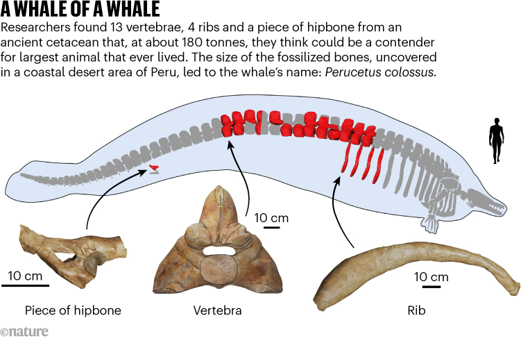 A WHALE OF A WHALE. Graphic shows fossilized bones of Perucetus colossus. The whale could be largest animal that ever lived.