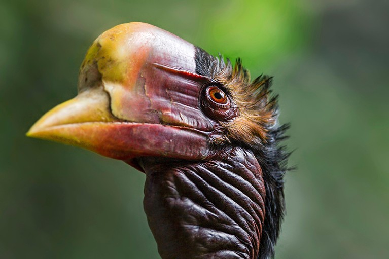 Close-up of the head of a bird with a bulbous red and yellow beak.