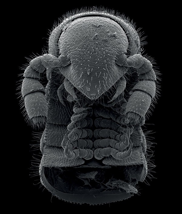 An ultra-close-up of a millipede’s head and first few segments rendered in the grey tones of an electron microscopy image.