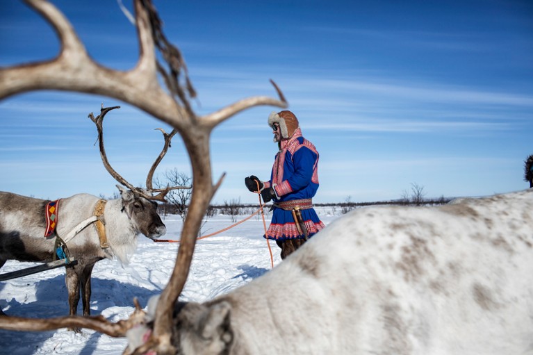 A man prepares his reindeer for a sleigh ride during the Sami Easter Festival in Norway