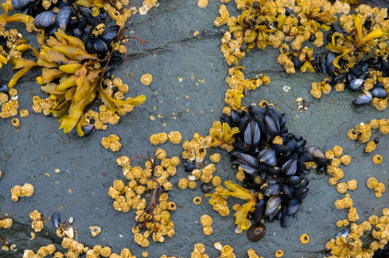 A close-up of algae, mussels and barnacles at low tide on a beach in Alaska