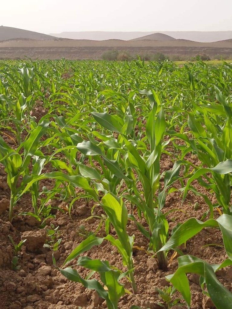 A close-up of green crops cultivated by Amazigh people