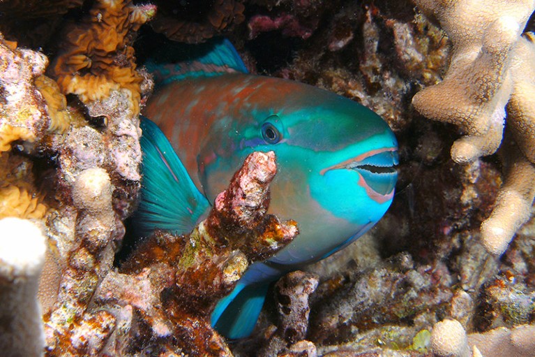 A colourful parrotfish asleep in a coral crevice in Hawaii