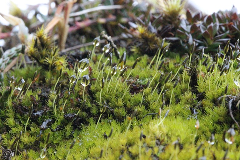 A close up of Takakia moss.
