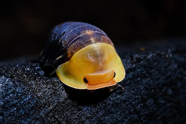 A woodlouse with a yellow head and black body is peering at the camera.