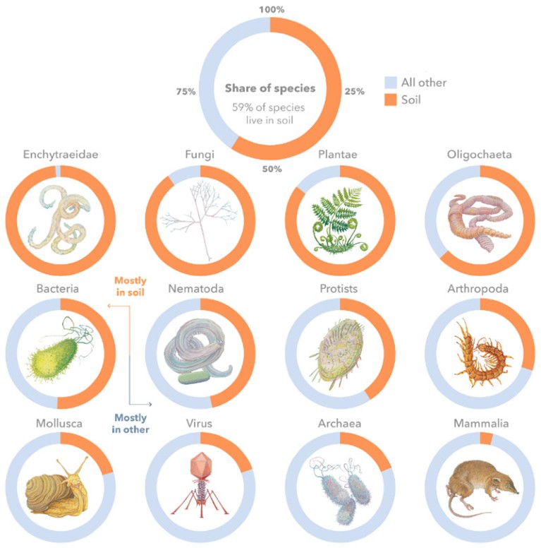 Graphical overview of the share of species living in soil.
