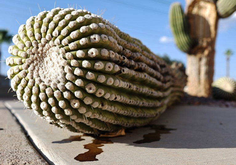 A damaged saguaro cactus stands with a recently fallen arm resting on the sidewalk in Mesa, Arizona.