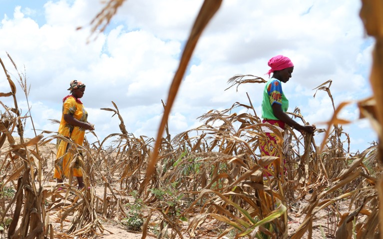 Low-angle view of two female villagers in a withered maize crop field in Kidemu