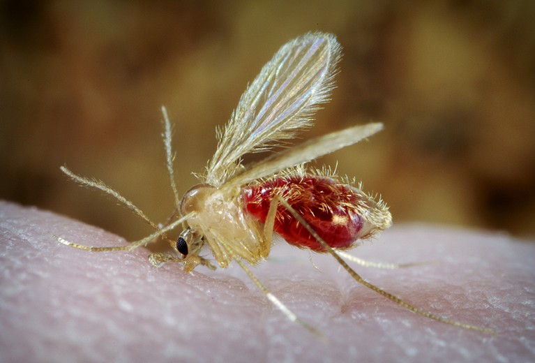 Close up of a sand fly biting a person