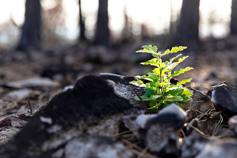 A green oak sapling grows after a forest fire