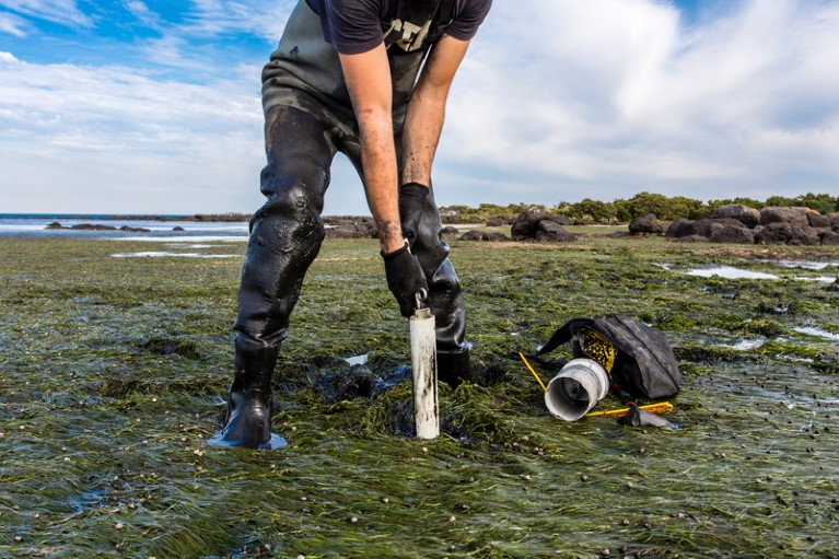 Close-up of a scientist collecting a sediment core from a tidal seagrass area