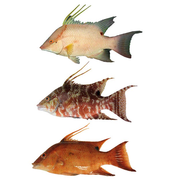 A hogfish going through 3 different colour changes. White, spotted brown and reddish