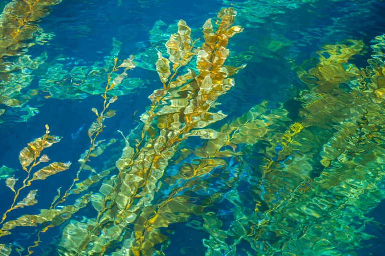 A view of a green giant kelp forest against the blue water from the surface