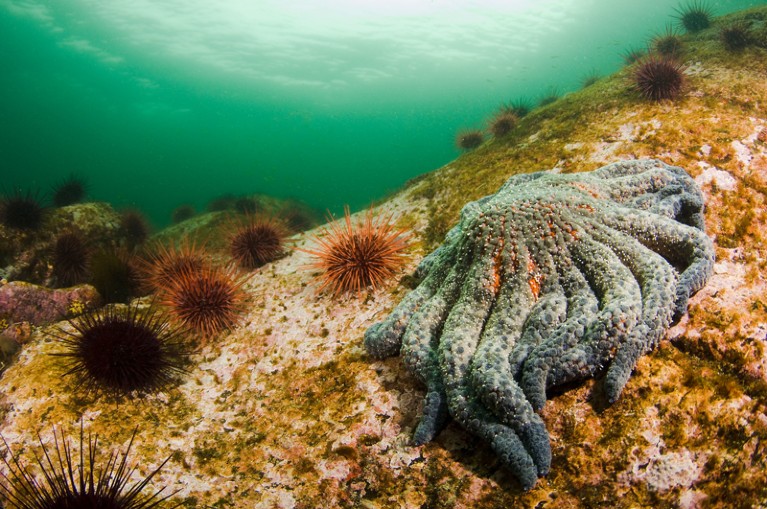 Underwater view of a sunflower sea star and red sea urchins in Southeast Alaska