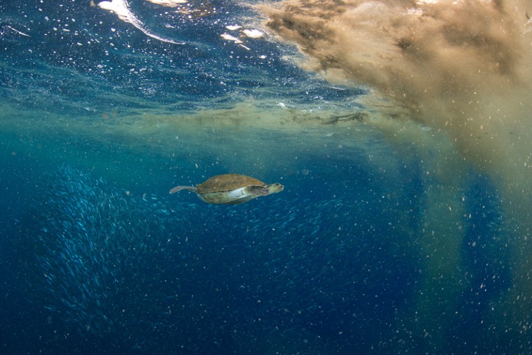 A green sea turtle appears to be swimming away from an algal bloom at the surface of the sea