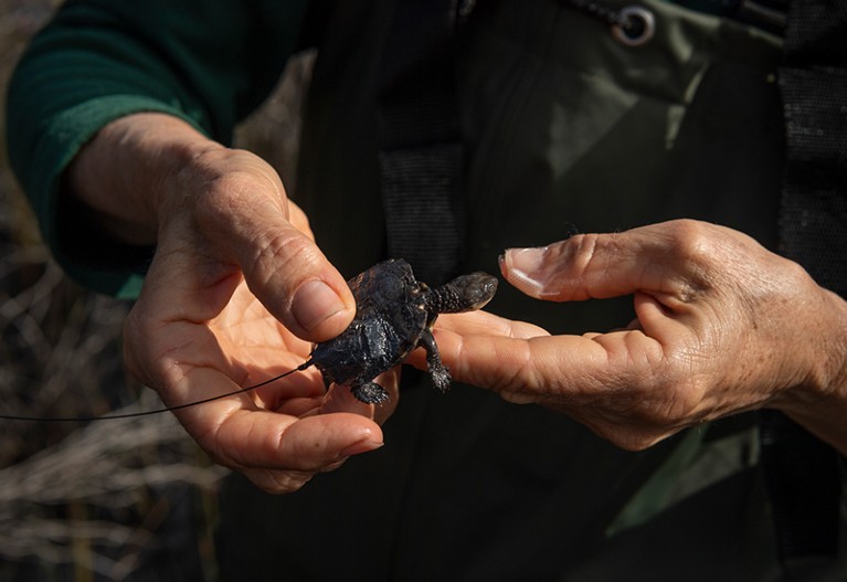 A hatchling tortoise with a tracker attached to its shell.