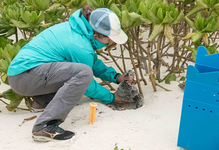 Lindsay collecting black footed albatross.