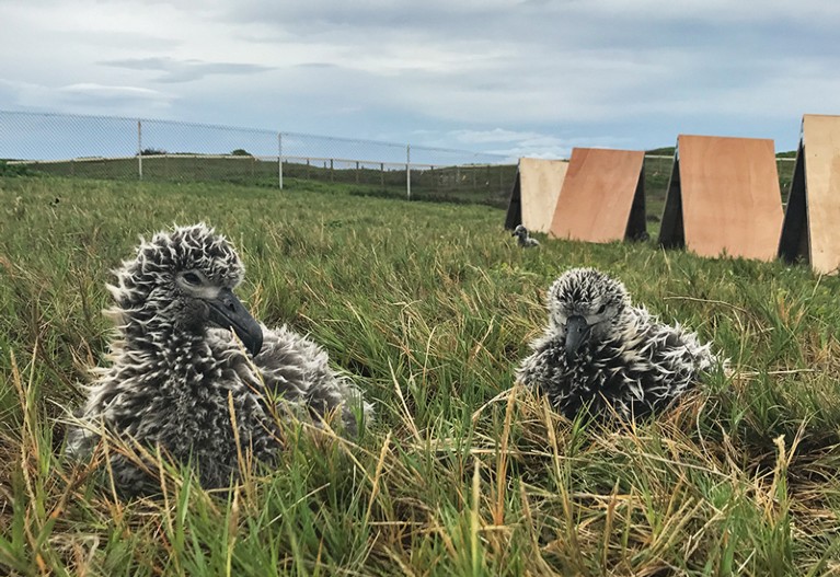 Two black-footed albatross chicks sit in some grass