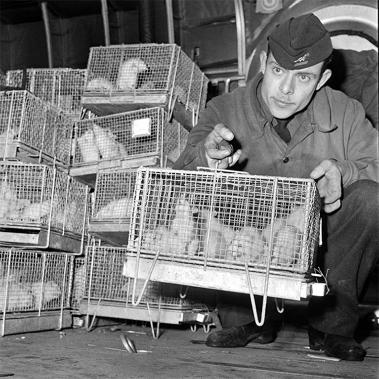 Soldier holding cages of guinea pigs arriving from Reggane, Sahara desert, after they were exposed to the radiations, 1960.