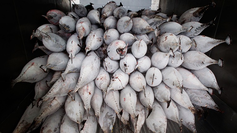 Yellow fin tuna stacked up in a shipping container after bring off-loaded from a fishing ship in Avarua on Rarotonga.