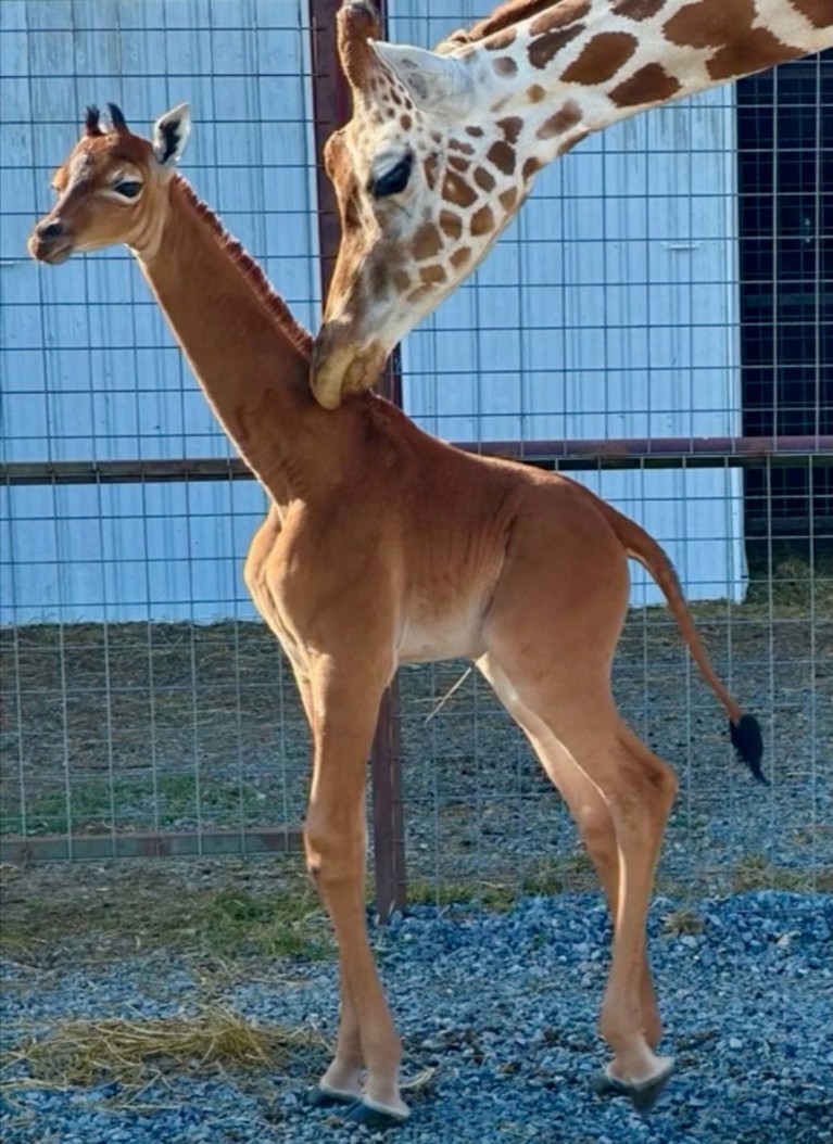 Spotless baby giraffe at Brights Zoo in Tennessee.
