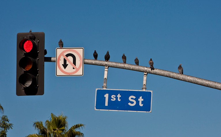 Several birds sit on a street sign and traffic light in a city.