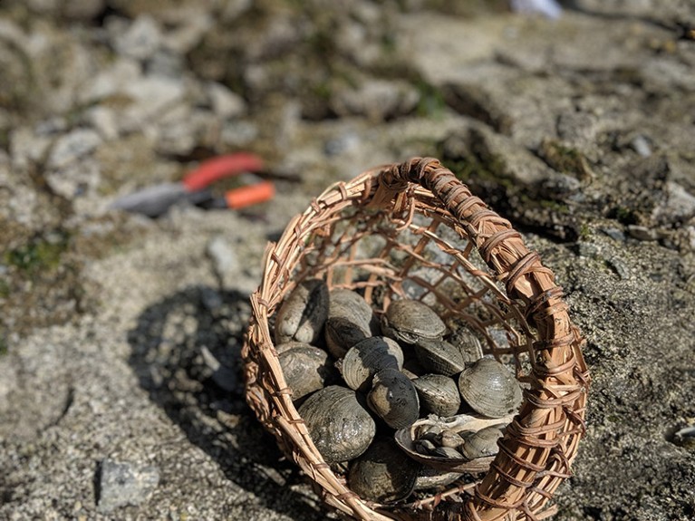 A woken basket of clams.