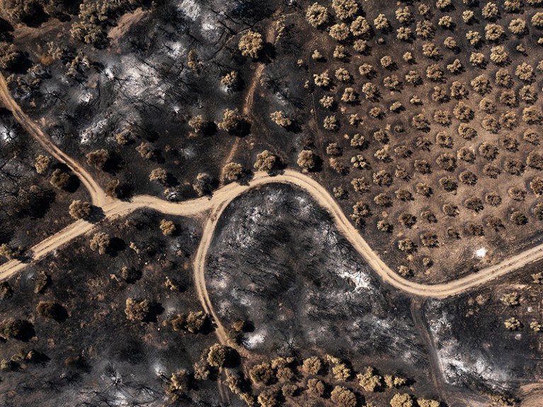 A track runs through burnt olive groves following a wildfire in the village of Dikella, west of Alexandroupolis, Greece.